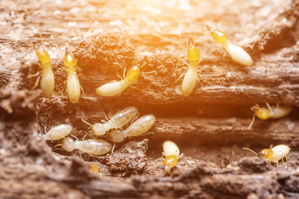Termite Treatments in Dallas, TX