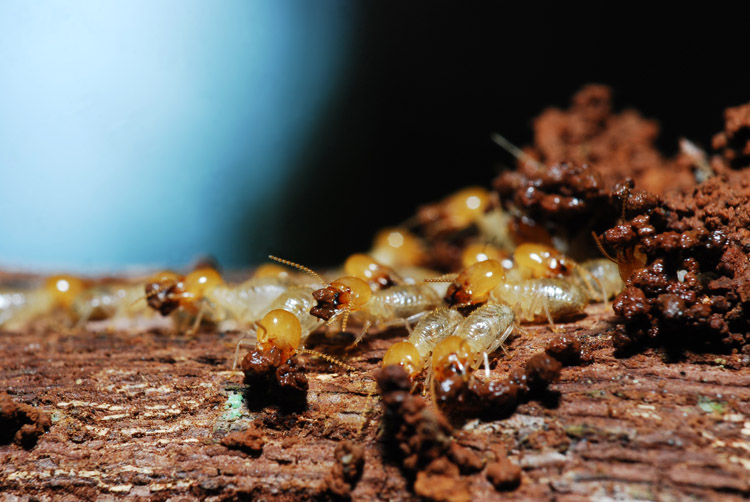 Termite Treatments in Dallas, TX